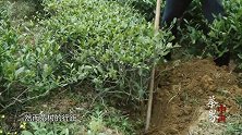 这里的茶园，要像对待家人一样的守护