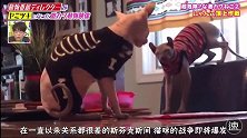【日综】超危险猫咪三连发！喵星人不愧为肉食系猛兽