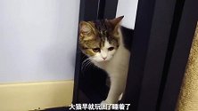 12只猫咪12种睡姿，小短腿最会撒娇：不管，就要你哄我睡觉