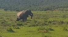 南非：一水牛脱离牛群单挑犀牛，结果被顶翻