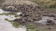 角马群遗体遍布河道边，成了秃鹫和鳄鱼的自助餐厅