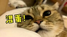 是有多不情愿被抱，小猫咪发出猛男尖叫