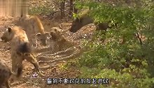 惨不忍睹！大名鼎鼎的鬣狗，竟被一群猎犬活活咬死