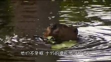 河狸在家中修水坝，到处拆家给自己筑坝，哈士奇见了都甘拜下风