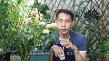 给月季使用药物后，有一种“水”不能忽略，不然开花量越开越少