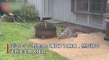 美国居民家闯入一只“好斗”鳄鱼