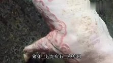 猪身上起红痘，用很多药也没有见好，是怎么回事？