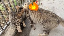 那个喜欢凑热闹的铲屎官被猫咪揍了一顿