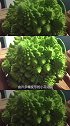 世界上最奇特的蔬果，长得像艺术品一样，你绝对没吃过