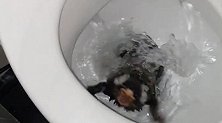 把宠物绒猴冲进马桶 英国女子虐待动物被判刑