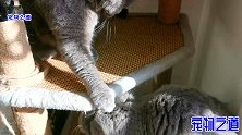 胖猫咪们在猫架上晒太阳，母猫抢到最好位置，谁敢靠近伸手就揍