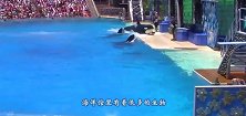 为何海洋馆都不饲养蓝鲸世界首富都不想尝试养它