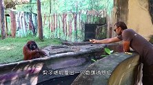 红毛猩猩吃了男子给的香蕉，下一秒，竟将香蕉皮扔回给男子！