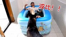 主人假装溺水，你们觉得傻狗二哈会救主人吗？