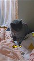 泰山压顶警告！戏精 猫