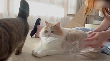 被装进透明袋的猫咪，这可爱的样子，好想捏！