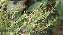入秋后，太阳花为什么越开越小？4个方面重新打点，保准开大花