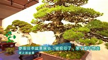 大师级盆景作品展，近看犹如“参天大树”，很有观赏性，不想走了