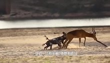 顽强的鬣狗，被10只野狗围攻掏肛！豺狼在附近转悠看戏！