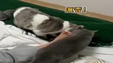 用猫薄荷泡脚会发生什么？出现了大型“猫吸人”现象？