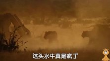 这头水牛真的真的太强悍勇猛，可双拳难敌四手，狮子太多了