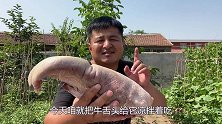 60元买了一个3斤重的大牛舌，凉拌下酒喝，口感嫩滑，咸香美味