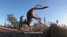 袋鼠农场偷吃被卡，农夫施救后，它竟这样做！