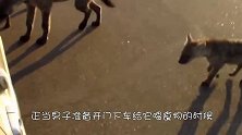 鬣狗可怜巴巴趴在车窗，男子正准备开门，下一秒意外发生