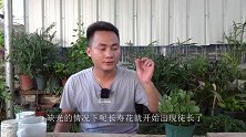 长寿花徒长有什么危害？很多人都是一脸懵