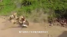 动物：雄狮捕杀斑马，斑马却像定住了一般，一副放弃抵抗的样子