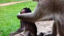 游客的食物小猴仔还没吃到嘴，猴妈就抢走了，小猴仔心里难过
