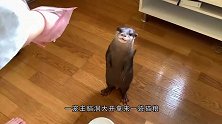 小水獭看到猫粮的表情绝了，下一秒憋住别笑，镜头记录全过程