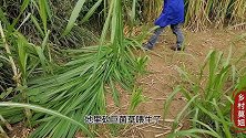 乡村莫姐地里现砍牧草，工人试这一窝巨菌草的重量，你说有多重