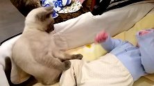 小宝宝扑腾个没完，边上猫咪立马一爪子按住：嘿，你给我老实点！
