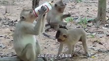 动物：猴子一口气喝完整瓶酒，这就是所说的老酒鬼吗？
