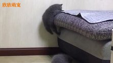 猫咪用了九牛二虎之力爬上床，却惨遭亲妈下毒手！