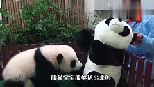 熊猫宝宝看到比自己还大的“熊猫”，一下扑了过去，下一秒别笑！