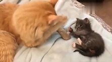 一波萌猫来袭，猫妈妈和小猫的亲昵时刻