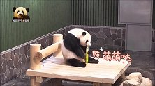 熊猫旦旦本色出演贪吃又乖巧的宝宝，害羞的样子实在是萌！