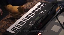 主人带鸡到录音棚录音乐，鸡竟然知道怎么弹，这鸡怕是成精了