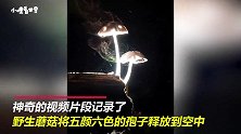 美轮美奂！令人着迷的蘑菇释放孢子，如彩虹般五颜六色