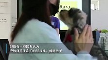 爱犬去世一年依旧放不下，北京一女子花25万克隆宠物狗