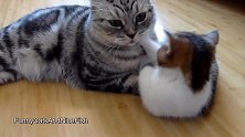 和猫妈妈玩耍的小猫咪，你这调皮的小模样，还真是有趣！