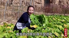 又到了腌菜的季节，春姐拔些白菜腌酸菜，这样腌好放一年都不会坏