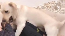 事实证明，这只拉布拉多真能听懂人话，智商太高了！