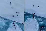 南极一群企鹅从浮冰上兴奋跳上岸 争先恐后往前冲