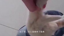 金丝熊正在沙发上睡觉，主人叫它回窝睡，谁知小家伙还生气了