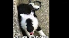 萨摩耶意外怀孕，主人看到狗宝宝后气哭，一看就是隔壁二哈干的！
