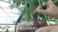 空油桶别再丢了，这样倒种辣椒你知道有多美吗？邻居见后都学着种
