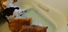 猫咪盯着浴缸里的鱼，一不小心掉下去一只，其他的猫咪反应太逗了